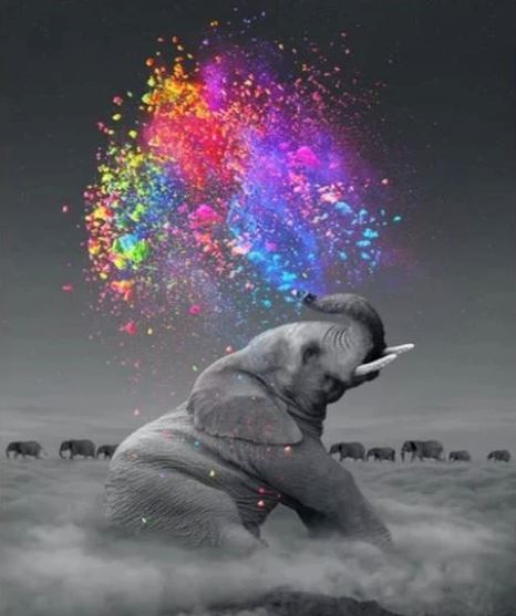 10 facts and curiosities about Elephants