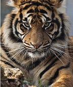 Brave Tiger - World Diamond Painting™ 5D DIY