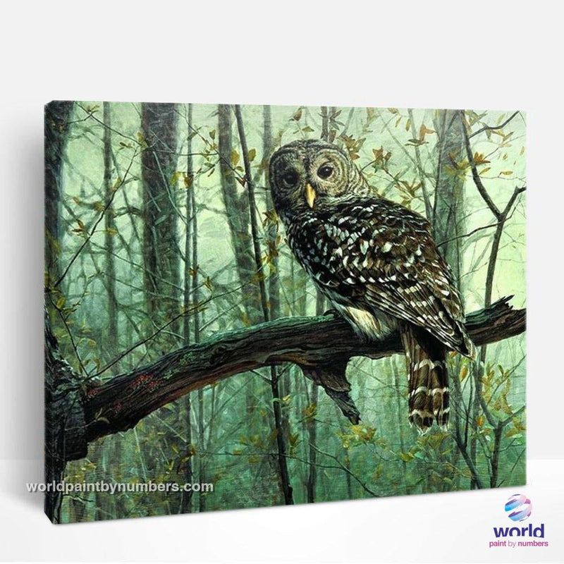 Forest Owl - World Paint by Numbers™ Kits DIY