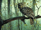 Forest Owl - World Paint by Numbers™ Kits DIY