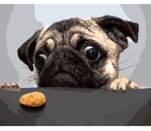 Hungry French Bulldog - World Paint by Numbers™ Kits DIY