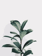 Lemon Tree - Leaf Collection - World Paint by Numbers™ Kits DIY