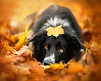 Maple Leaf Dog - World Paint by Numbers™ Kits DIY