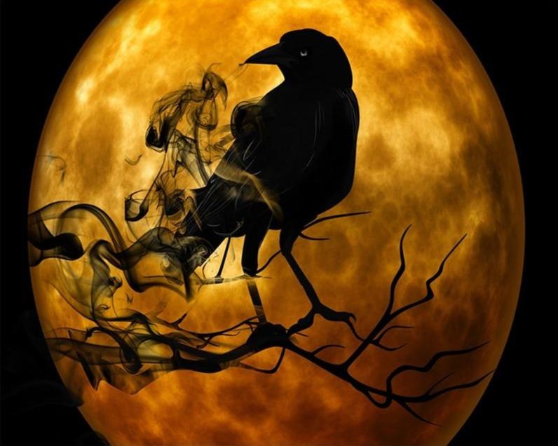 Night Crow - World Paint by Numbers™ Kits DIY